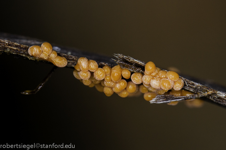 slime mold